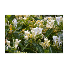 Load image into Gallery viewer, 10x 100g Plant Oil Soap Honeysuckle Scent - Pure Vegetable Base-1
