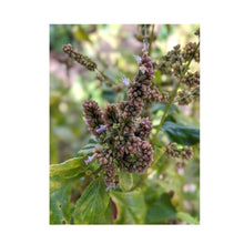 Load image into Gallery viewer, 10x 100g Plant Oil Soap Patchouli Scent - Pure Natural Vegetable Base-3
