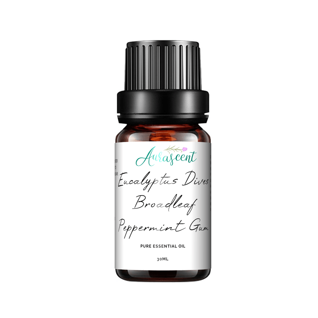 Australian Eucalyptus Dives (Broad Leaf Peppermint Gum) - 30 ml - Aurascent